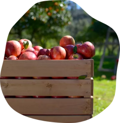 Des pommes issues d’une agriculture française et durable