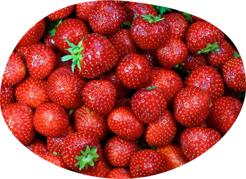 fraises charles et alice