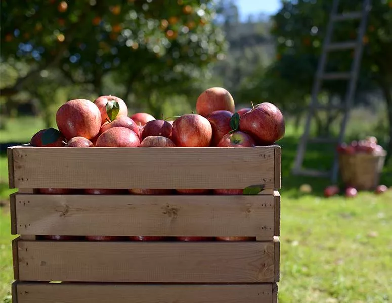 Approvisionnement pommes 100% France charles et alice